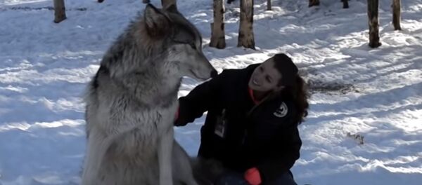 В США девушка приручила огромных волков  В США девушка приручила огромных волков  - Sputnik Latvija
