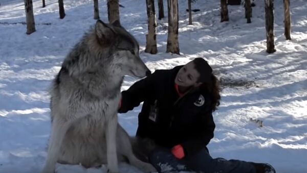 В США девушка приручила огромных волков  - Sputnik Latvija