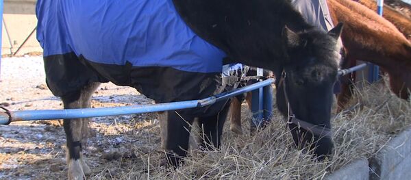 Сданные на убой лошади получили шанс на жизнь - видео - Sputnik Латвия