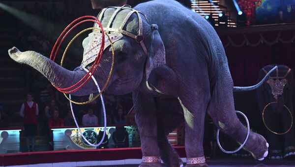 Слон во время циркового номера - Sputnik Латвия