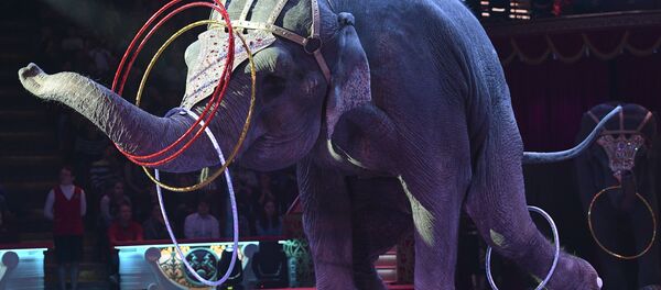 Слон во время циркового номера - Sputnik Латвия