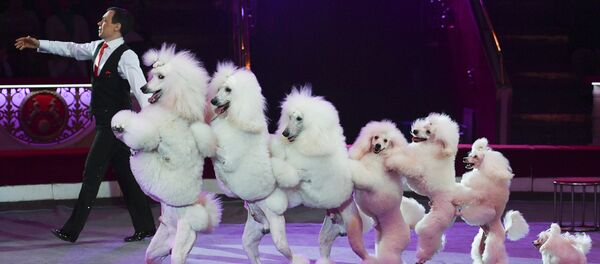 Артист выступает с цирковым номером с пуделями Артист выступает с цирковым номером с пуделями - Sputnik Латвия