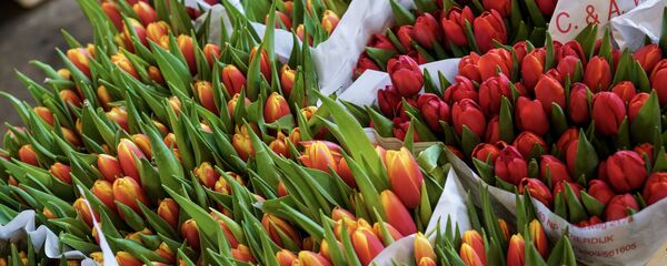 Цветы - Sputnik Латвия