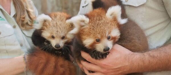 Вымирающий кошачий медведь дал потомство - видео - Sputnik Латвия