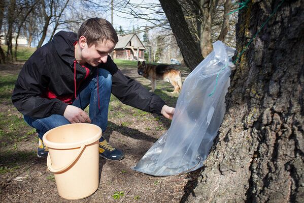 Заготовка березового сока в усадьбе в деревне Довбени Воложинского района - Sputnik Латвия