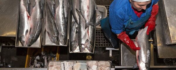 Сотрудник фабрики укладывает лосось в противни для заморозки - Sputnik Латвия