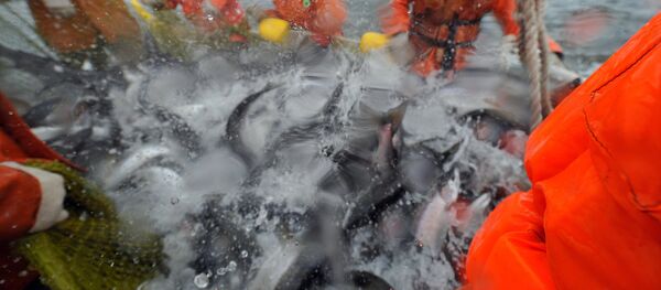 Сотрудники рыболовецкой артели - Sputnik Latvija