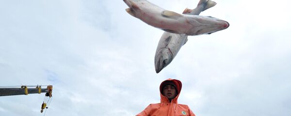 Лососевая путина - Sputnik Латвия