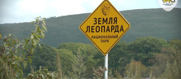 Дальневосточный леопард – редчайшая кошка планеты Дальневосточный леопард – редчайшая кошка планеты - Sputnik Латвия