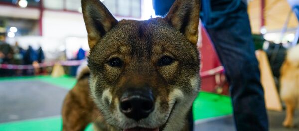 Международная выставка домашних животных и зооиндустрии PetExpo 2019 Международная выставка домашних животных и зооиндустрии PetExpo 2019 - Sputnik Латвия