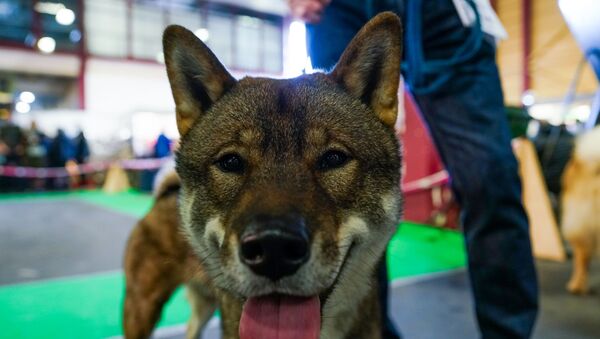 Международная выставка домашних животных и зооиндустрии PetExpo 2019 - Sputnik Латвия