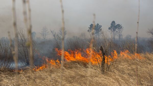 Пожары в Амурской области - Sputnik Latvija