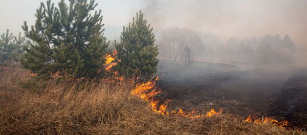 Пожары в Амурской области - Sputnik Латвия