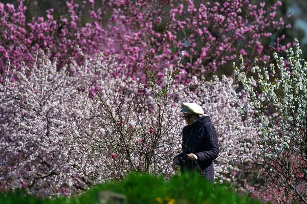 Посетительница возле цветущих деревьев в Никитском ботаническом саду в Крыму - Sputnik Латвия