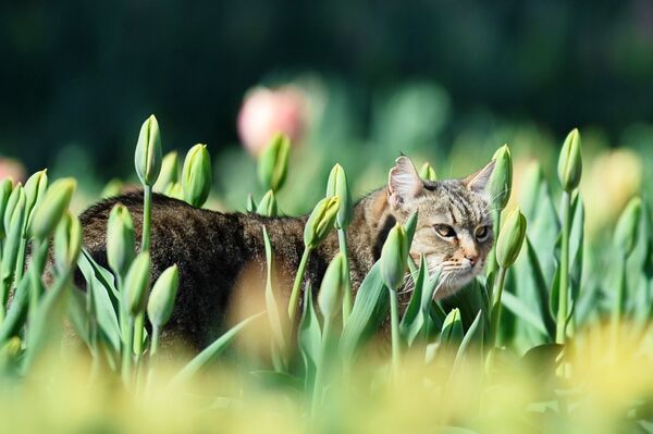 Кот в клумбе с тюльпанами в Никитском ботаническом саду в Крыму - Sputnik Латвия