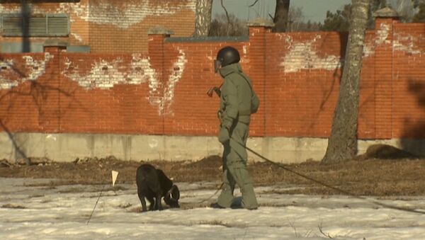 Российские саперы с собаками разминировали поле перед отправкой в Пальмиру - Sputnik Latvija