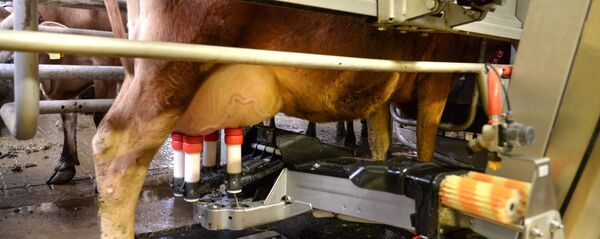 Дойка коровы Дойка коровы - Sputnik Latvija