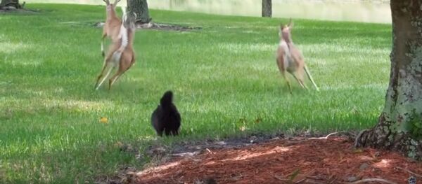 Храбрый кот Храбрый кот - Sputnik Latvija