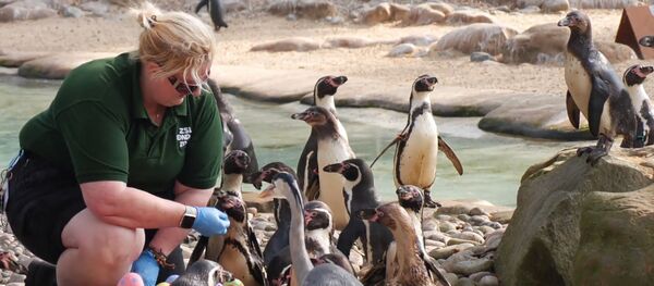 Пасхальные яйца с сюрпризом удивили зверей в зоопарке - видео Пасхальные яйца с сюрпризом удивили зверей в зоопарке - видео - Sputnik Latvija