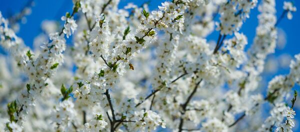 Цветение алычи весной Цветение алычи весной - Sputnik Латвия