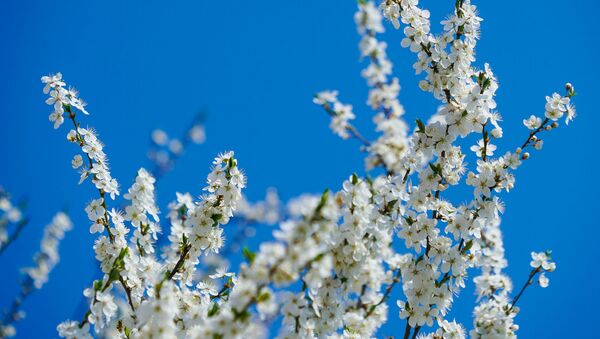 Цветение алычи весной - Sputnik Latvija