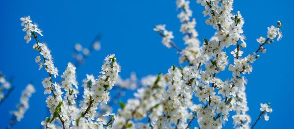 Цветение алычи весной - Sputnik Латвия