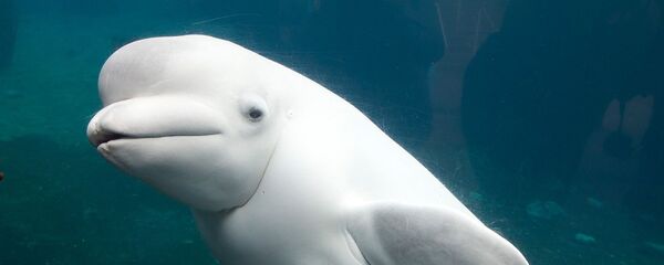 Белый кит - Sputnik Latvija