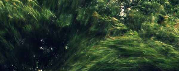 Сильный ветер в кронах деревьев Сильный ветер в кронах деревьев - Sputnik Латвия