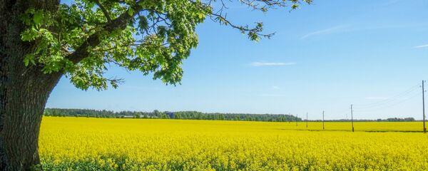 Цветущее поле - Sputnik Латвия