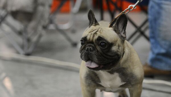 Собака породы французский бульдог  - Sputnik Latvija