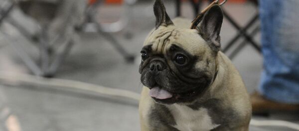 Собака породы французский бульдог  Собака породы французский бульдог  - Sputnik Latvija