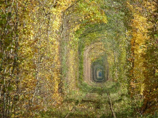 Mīlestības tunelis Rovenu apgabalā Ukrainā - Sputnik Latvija