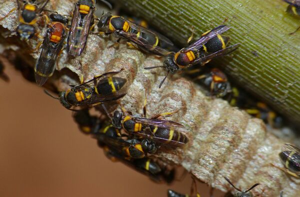 Дикие осы Дикие осы - Sputnik Латвия