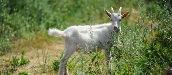 Козленок Козленок - Sputnik Latvija