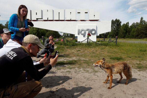 Туристы фотографируют лису в городе Припять у Чернобыльской АЭС - Sputnik Латвия
