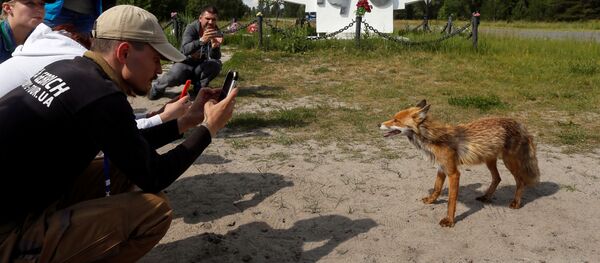 Туристы фотографируют лису в городе Припять у Чернобыльской АЭС - Sputnik Латвия
