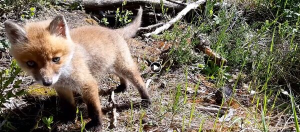 Лисенок выбрался из норы Лисенок выбрался из норы - Sputnik Латвия