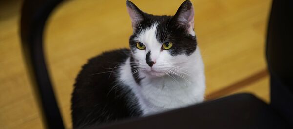 Рижский кот Мурис Рижский кот Мурис - Sputnik Латвия