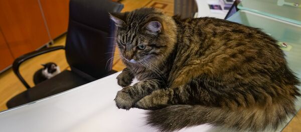 Кот Кузя в Рижской думе - Sputnik Latvija