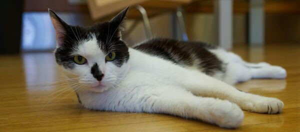 Рижский кот Мурис Рижский кот Мурис - Sputnik Latvija