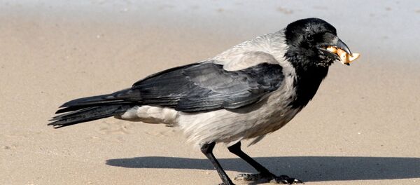 Ворона Ворона - Sputnik Латвия