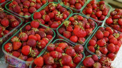 В преддверии праздника Лиго на Домской площади открылся Травяной рынок