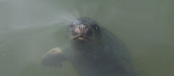 Идеальный слух: как поют серые тюлени - Sputnik Латвия