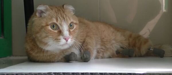 Первые шаги кота с искусственными лапами - видео - Sputnik Латвия