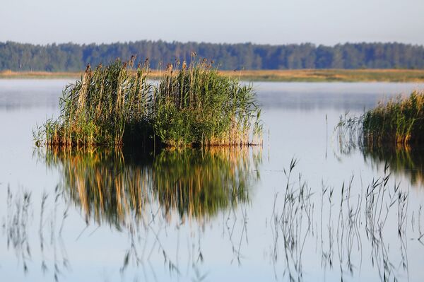 Куда уходит вода из озера Энгуре, и как независимость Латвии связана с вымиранием птиц - Sputnik Латвия