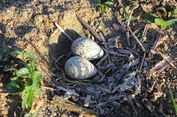 Куда уходит вода из озера Энгуре, и как независимость Латвии связана с вымиранием птиц - Sputnik Латвия