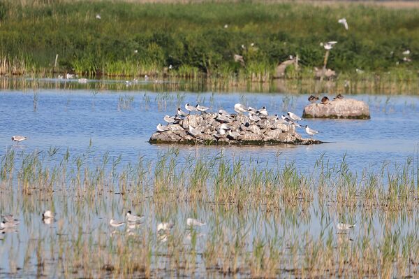Куда уходит вода из озера Энгуре, и как независимость Латвии связана с вымиранием птиц - Sputnik Латвия