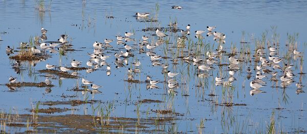 Чайки и крачки живут на Энгуре словно в раю - Sputnik Латвия