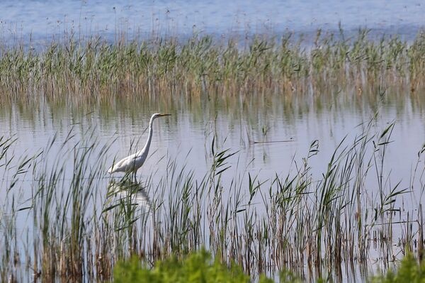 Куда уходит вода из озера Энгуре, и как независимость Латвии связана с вымиранием птиц - Sputnik Латвия