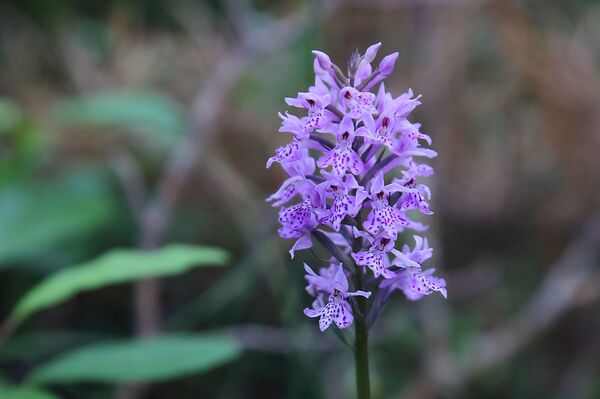 Куда уходит вода из озера Энгуре, и как независимость Латвии связана с вымиранием птиц - Sputnik Латвия